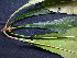  ( - BIORTP-062-E05)  @11 [ ] CreativeCommons - Attribution Non-Commercial Share-Alike (2019) Varun Swamy San Diego Zoo Global