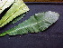  ( - BIORTP-062-E05)  @11 [ ] CreativeCommons - Attribution Non-Commercial Share-Alike (2019) Varun Swamy San Diego Zoo Global