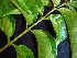  ( - BIORTP-062-C01)  @11 [ ] CreativeCommons - Attribution Non-Commercial Share-Alike (2019) Varun Swamy San Diego Zoo Global