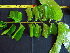  ( - BIORTP-062-C01)  @11 [ ] CreativeCommons - Attribution Non-Commercial Share-Alike (2019) Varun Swamy San Diego Zoo Global