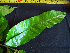  ( - BIORTP-062-C01)  @11 [ ] CreativeCommons - Attribution Non-Commercial Share-Alike (2019) Varun Swamy San Diego Zoo Global