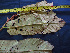  ( - BIORTP-062-A05)  @11 [ ] CreativeCommons - Attribution Non-Commercial Share-Alike (2019) Varun Swamy San Diego Zoo Global