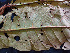  ( - BIORTP-062-A05)  @11 [ ] CreativeCommons - Attribution Non-Commercial Share-Alike (2019) Varun Swamy San Diego Zoo Global