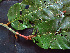  (Virola sebifera - BIORTP-062-A05)  @11 [ ] CreativeCommons - Attribution Non-Commercial Share-Alike (2019) Varun Swamy San Diego Zoo Global