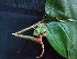  (Hieronyma - BIORTP-062-E07)  @11 [ ] CreativeCommons - Attribution Non-Commercial Share-Alike (2019) Varun Swamy San Diego Zoo Global