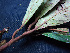  ( - BIORTP-062-H09)  @11 [ ] CreativeCommons - Attribution Non-Commercial Share-Alike (2019) Varun Swamy San Diego Zoo Global