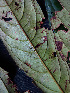  ( - BIORTP-062-H09)  @11 [ ] CreativeCommons - Attribution Non-Commercial Share-Alike (2019) Varun Swamy San Diego Zoo Global
