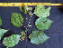  (Alcornea glandulosa - BIORTP-062-A02)  @11 [ ] CreativeCommons - Attribution Non-Commercial Share-Alike (2019) Varun Swamy San Diego Zoo Global