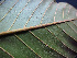  ( - BIORTP-062-B01)  @11 [ ] CreativeCommons - Attribution Non-Commercial Share-Alike (2019) Varun Swamy San Diego Zoo Global