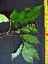  ( - BIORTP-062-H01)  @11 [ ] CreativeCommons - Attribution Non-Commercial Share-Alike (2019) Varun Swamy San Diego Zoo Global