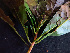 ( - BIORTP-061-C02)  @11 [ ] CreativeCommons - Attribution Non-Commercial Share-Alike (2019) Varun Swamy San Diego Zoo Global