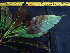  (Ocotea tessmannii - BIORTP-061-C02)  @11 [ ] CreativeCommons - Attribution Non-Commercial Share-Alike (2019) Varun Swamy San Diego Zoo Global