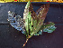  ( - BIORTP-061-C02)  @11 [ ] CreativeCommons - Attribution Non-Commercial Share-Alike (2019) Varun Swamy San Diego Zoo Global