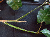  (Trichilia rubra - BIORTP-061-E03)  @11 [ ] CreativeCommons - Attribution Non-Commercial Share-Alike (2019) Varun Swamy San Diego Zoo Global