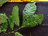  ( - BIORTP-061-E03)  @11 [ ] CreativeCommons - Attribution Non-Commercial Share-Alike (2019) Varun Swamy San Diego Zoo Global