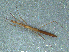  (Hydrometra strigosa - MDFRC-46)  @11 [ ] CreativeCommons - Attribution Non-Commercial Share-Alike (2011) MDFRC Murray-Darling Freshwater Research Centre