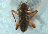  (Microvelia distincta - MDFRC-71)  @11 [ ] CreativeCommons - Attribution Non-Commercial Share-Alike (2011) MDFRC Murray-Darling Freshwater Research Centre