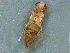  (Sigara truncatipala - MDFRC-3)  @12 [ ] CreativeCommons - Attribution Non-Commercial Share-Alike (2011) MDFRC Murray-Darling Freshwater Research Centre