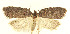  ( - MDH026465)  @11 [ ] CreativeCommons  Attribution (by) (2022) Daniel Handfield Unspecified