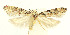  (Coleotechnites martini - MDH027737)  @11 [ ] CreativeCommons  Attribution (by) (2022) Daniel Handfield Unspecified