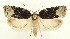  ( - MDH028469)  @11 [ ] CreativeCommons  Attribution (by) (2022) Daniel Handfield Unspecified