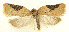  ( - MDH028516)  @11 [ ] CreativeCommons  Attribution (by) (2022) Daniel Handfield Unspecified
