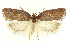  ( - MDH028568)  @11 [ ] CreativeCommons  Attribution (by) (2022) Daniel Handfield Unspecified