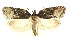  ( - MDH029369)  @11 [ ] CreativeCommons  Attribution (by) (2022) Daniel Handfield Unspecified