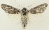 ( - DH035367)  @11 [ ] CreativeCommons  Attribution (by) (2023) Daniel Handfield Unspecified