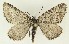  ( - DH035497)  @11 [ ] CreativeCommons  Attribution (by) (2023) Daniel Handfield Unspecified