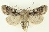  ( - DH035498)  @11 [ ] CreativeCommons  Attribution (by) (2023) Daniel Handfield Unspecified