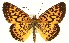  (Boloria myrina - DH035569)  @11 [ ] CreativeCommons  Attribution (by) (2023) Daniel Handfield Unspecified