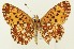  (Boloria myrina - DH036140)  @11 [ ] CreativeCommons  Attribution (by) (2024) Daniel Handfield Unspecified
