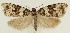  ( - MDH031068)  @11 [ ] CreativeCommons  Attribution (by) (2023) Daniel Handfield Unspecified