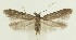  (Holcocera aphidiella - MDH033631)  @11 [ ] CreativeCommons  Attribution (by) (2023) Daniel Handfield Unspecified