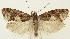  ( - MDH037777)  @11 [ ] CreativeCommons  Attribution (by) (2024) Daniel Handfield Unspecified