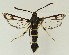  ( - MDH038229)  @11 [ ] CreativeCommons  Attribution (by) (2024) Daniel Handfield Unspecified