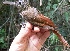 (Xiphorhynchus elegans - FPI0000063)  @11 [ ] Copyright  Field Projects International Field Projects International