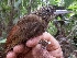  ( - FPI0000114)  @11 [ ] Copyright  Field Projects International Field Projects International