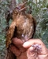  (Turdus hauxwelli - FPI0000196)  @11 [ ] Copyright  Field Projects International Field Projects International
