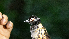  ( - FPI0000246)  @11 [ ] Copyright  Field Projects International Field Projects International