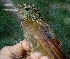  (Xiphorhynchus obsoletus - FPI0000380)  @11 [ ] Copyright  Field Projects International Field Projects International
