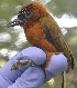  (Picumnus rufiventris - L708-109)  @11 [ ] Copyright  Field Projects International Field Projects International