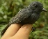  (Thamnomanes ardesiacus - L835-52)  @11 [ ] Copyright  Field Projects International Field Projects International