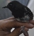  ( - L933-128)  @11 [ ] Copyright  Field Projects International Field Projects International