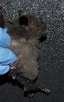  ( - FPI0001099)  @11 [ ] Copyright  Field Projects International Field Projects International