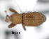  (Dryotribini - CNCCOLVG00008252)  @14 [ ] Copyright (2015) Vasily Grebennikov CFIA