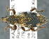  ( - CNCCOLVG00008462)  @13 [ ] Copyright (2015) Vasily Grebennikov CFIA