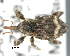  ( - CNCCOLVG00008484)  @13 [ ] Copyright (2015) Vasily Grebennikov CFIA