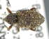  (Grypus brunnirostris - CNCCOLVG00008492)  @13 [ ] Copyright (2015) Vasily Grebennikov CFIA